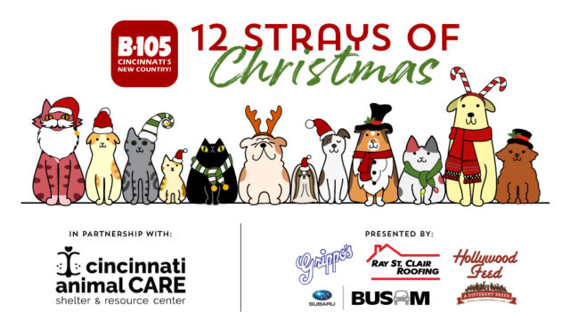 12straysofchristmas 900x515 Wube